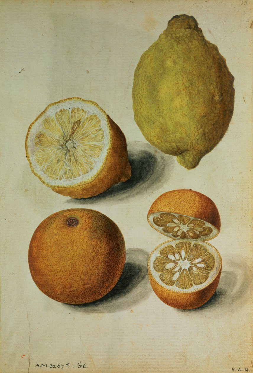 Sitruunat: Citrus limonum ja Citrus aurantium, noin 1568 (vesiväri paperille). tekijältä Jacques (1533 88) Le Moyne