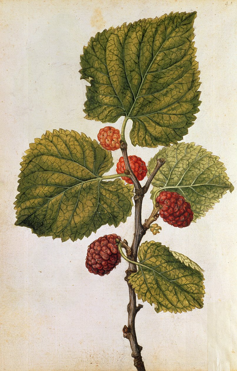  tekijältä Jacques (1533-88) Le Moyne