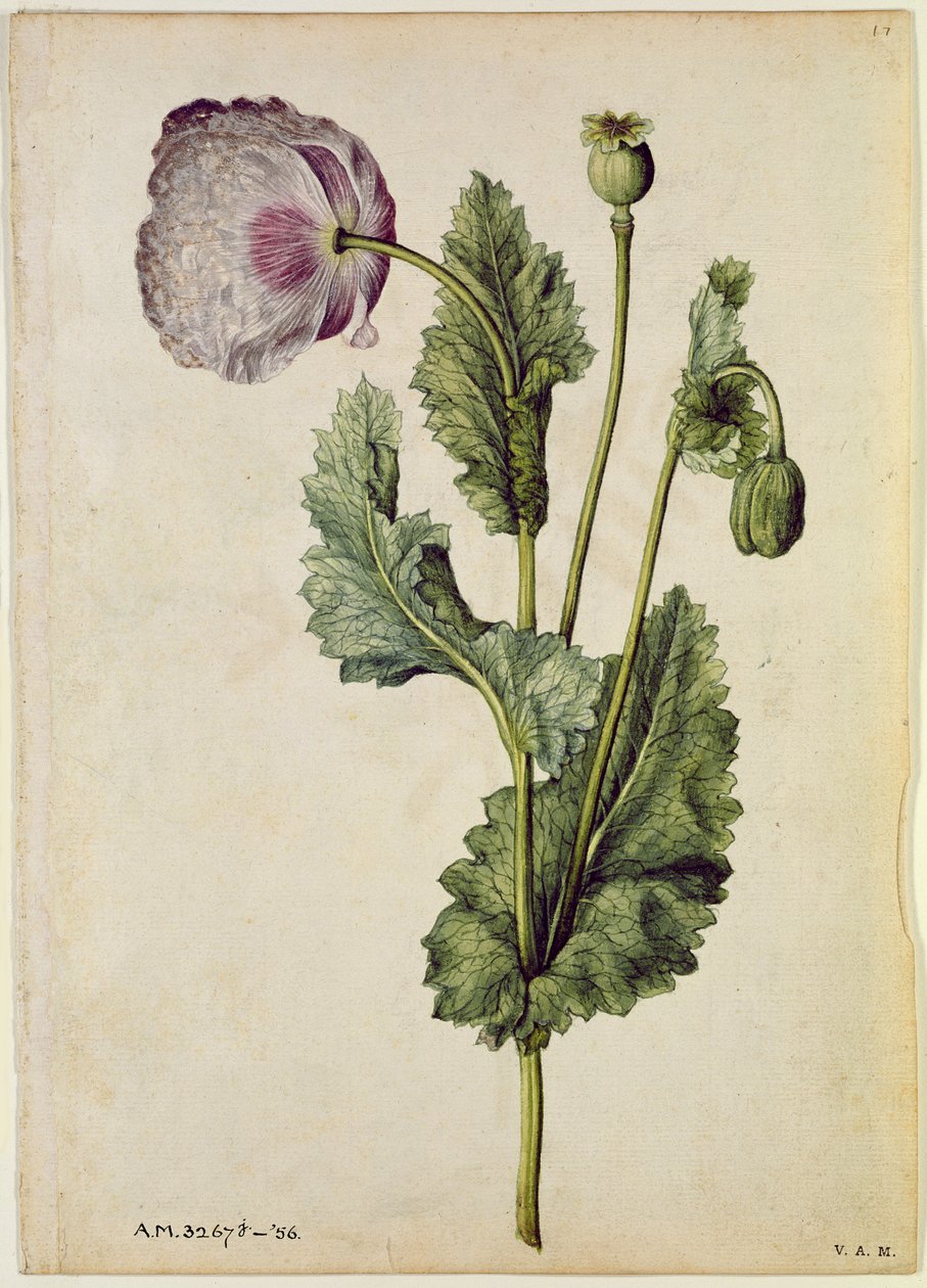 Unikko: Oopiumi (Papaver somniferum), noin 1568, tekijä J.le Moyne de Morgues (noin 1530-88). tekijältä Jacques (1533-88) Le Moyne