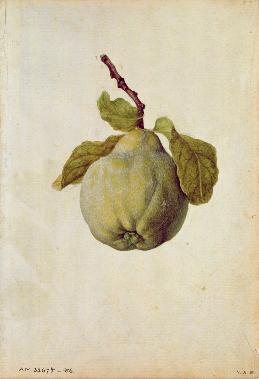 Kvitteni: Cydonia vulgaris, noin 1568, tekijä J.le Moyne de Morgues (noin 1530-88). tekijältä Jacques (1533-88) Le Moyne