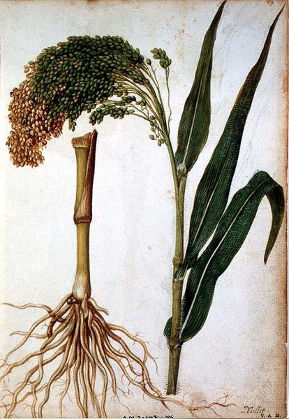 Setaria italica, n. 1568 tekijältä Jacques  Le Moyne