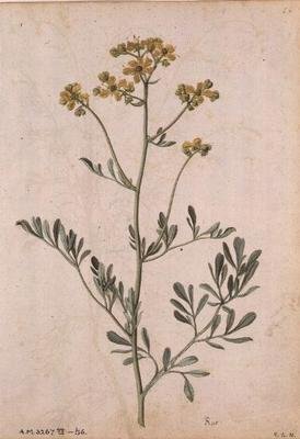 Ruta graveolens, n.1568 tekijältä Jacques  Le Moyne
