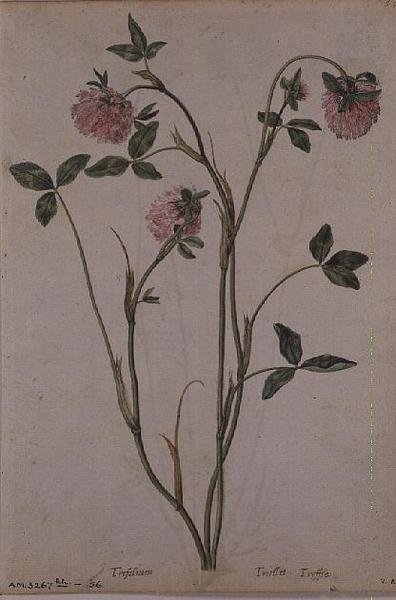 Trifolium pratense, n. 1568 tekijältä Jacques  Le Moyne