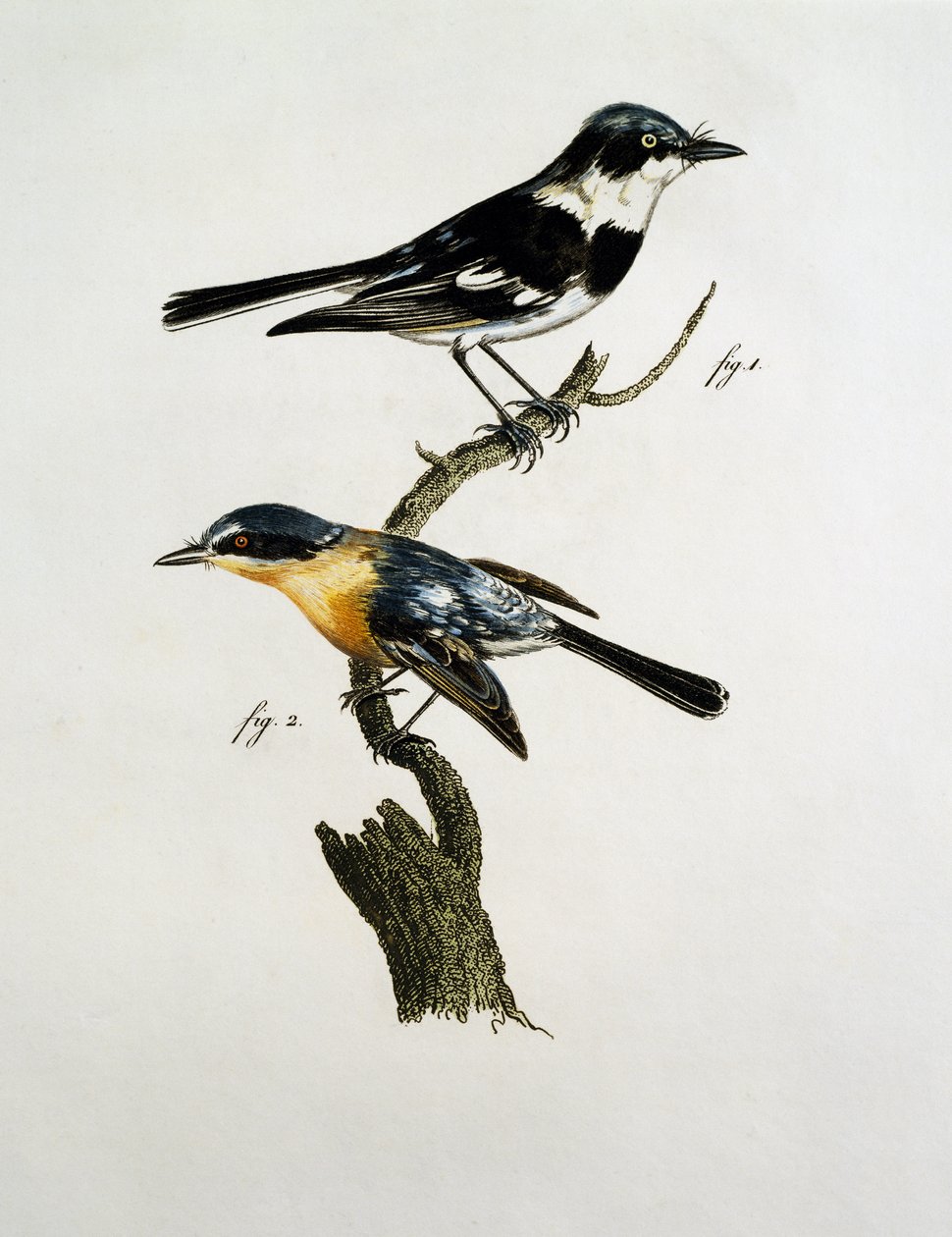Pririt Batis (Batis pririt) mies- ja naaraspuoliset lajit. tekijältä Jacques (after) Barraband