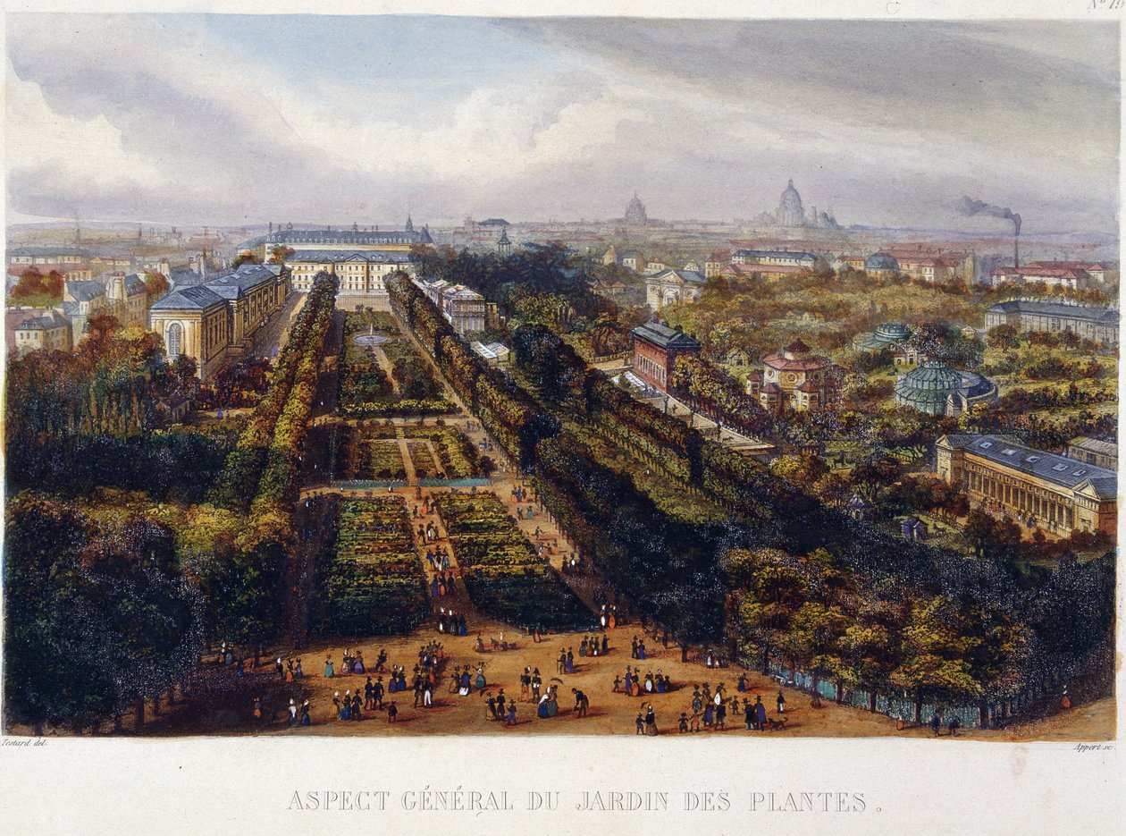 Näkymä Jardin des Plantesiin - Testardin litografia tekijältä Jacques Alphonse (after) Testard