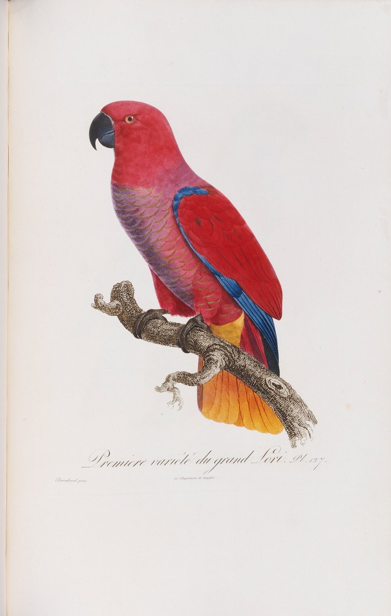 Premiere variete du Grand Lori, kaiverrus Langlois, n. 1801-05 tekijältä Jacques Barraband