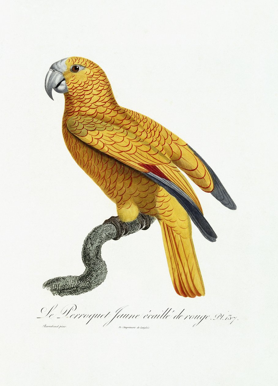 Keltainen ja punainen papukaija, n. 1801-05 tekijältä Jacques Barraband