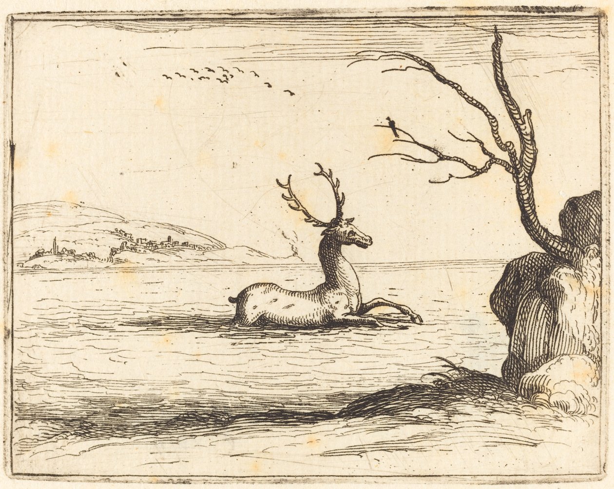 Stag in the Water tekijältä Jacques Callot