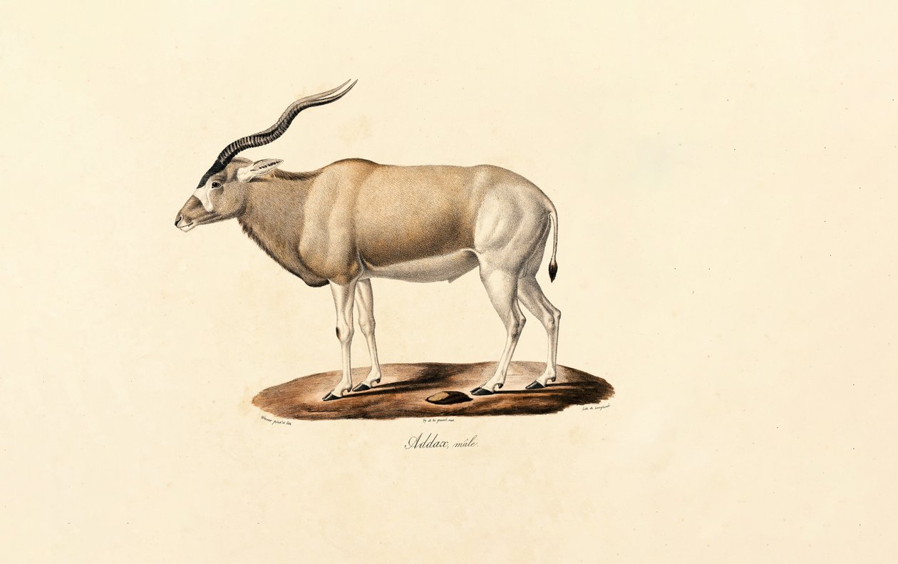 Addax Antilooppi tekijältä Jacques Christophe Werner