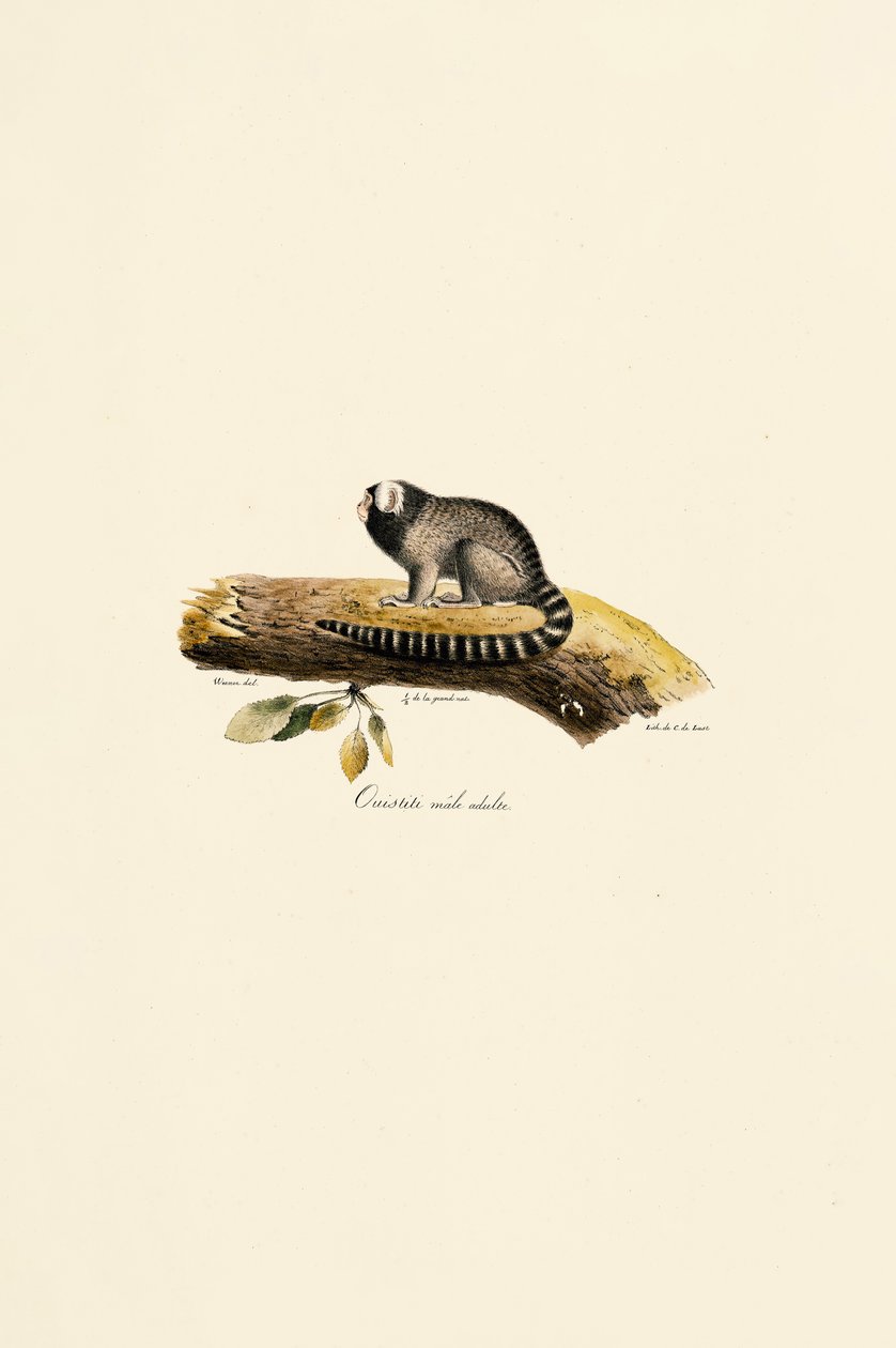 Aikuinen uros Marmoset tekijältä Jacques Christophe Werner