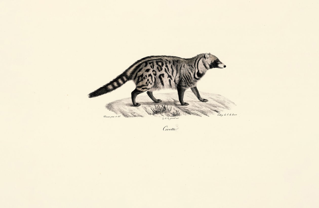 Afrikkalainen civet (Civettictis civetta) tekijältä Jacques Christophe Werner