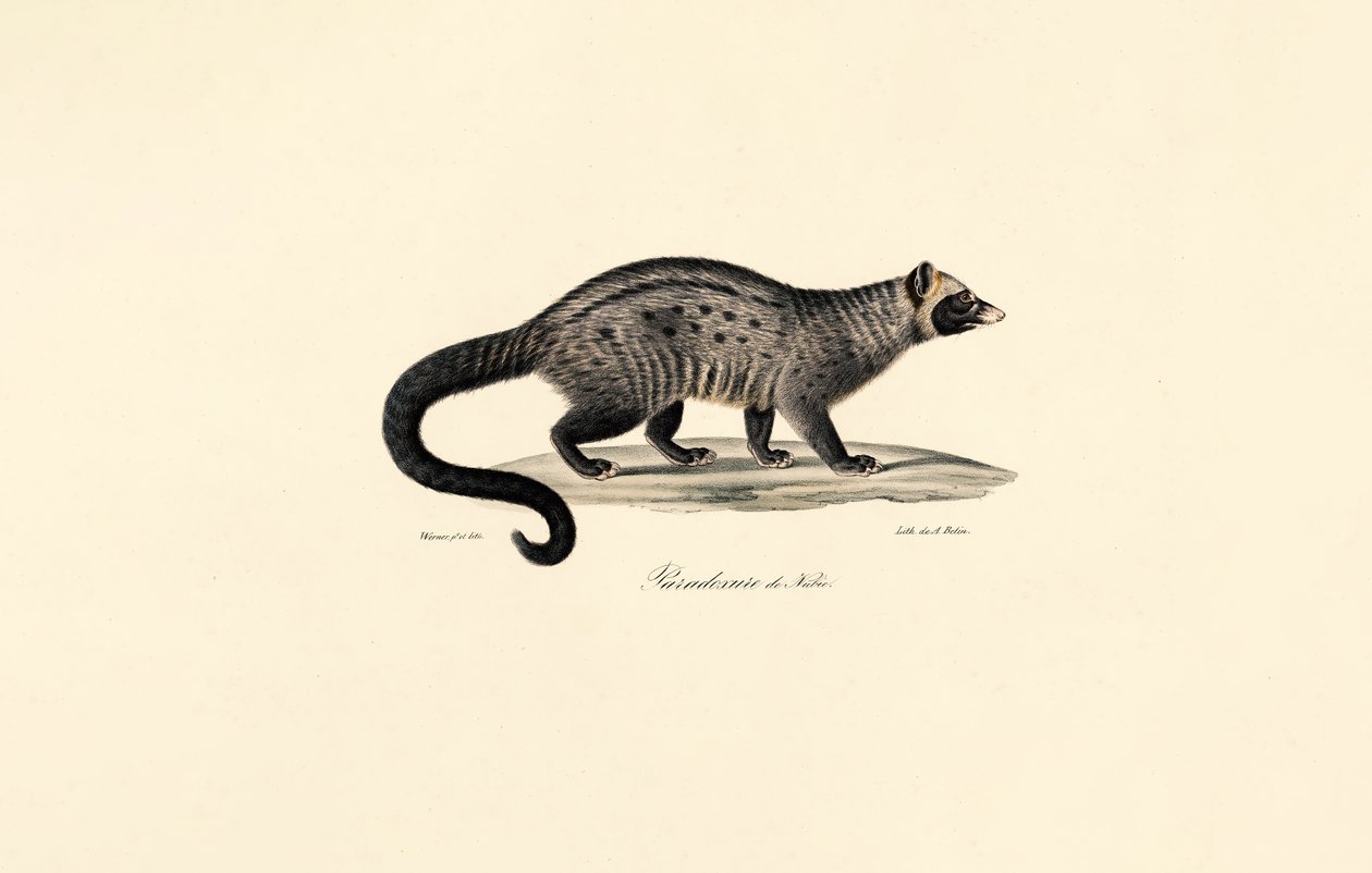 Afrikkalainen civet tekijältä Jacques Christophe Werner