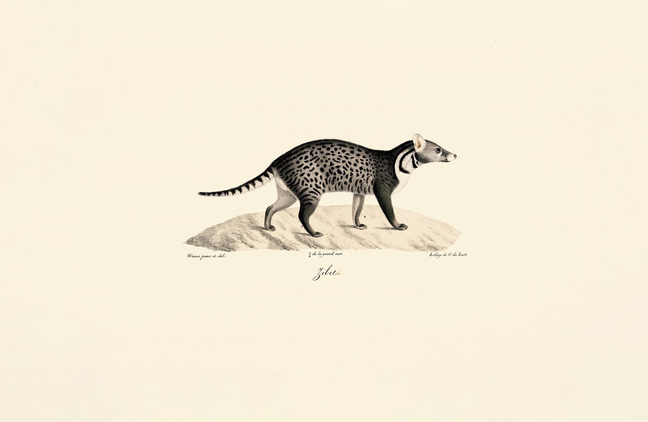 Afrikkalainen civet tekijältä Jacques Christophe Werner
