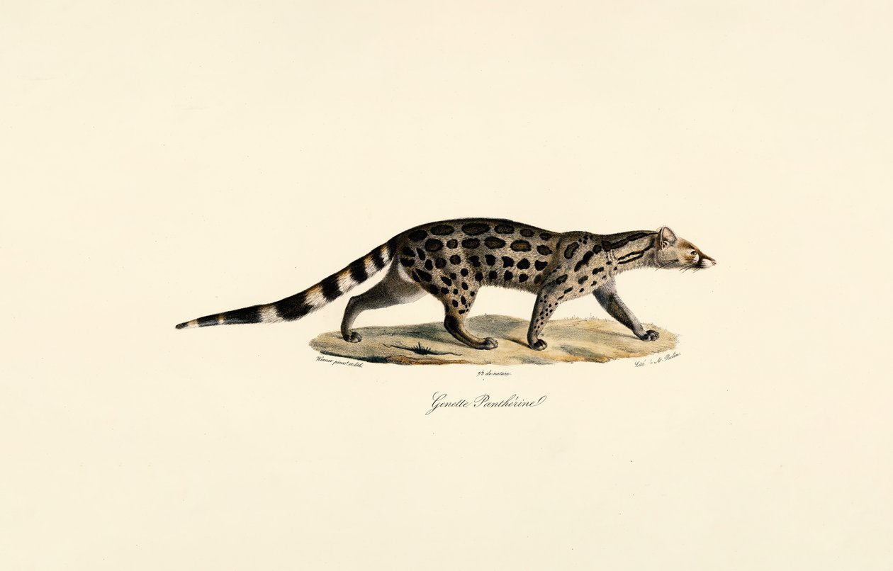 Afrikkalainen palmunjalkainen civet tekijältä Jacques Christophe Werner