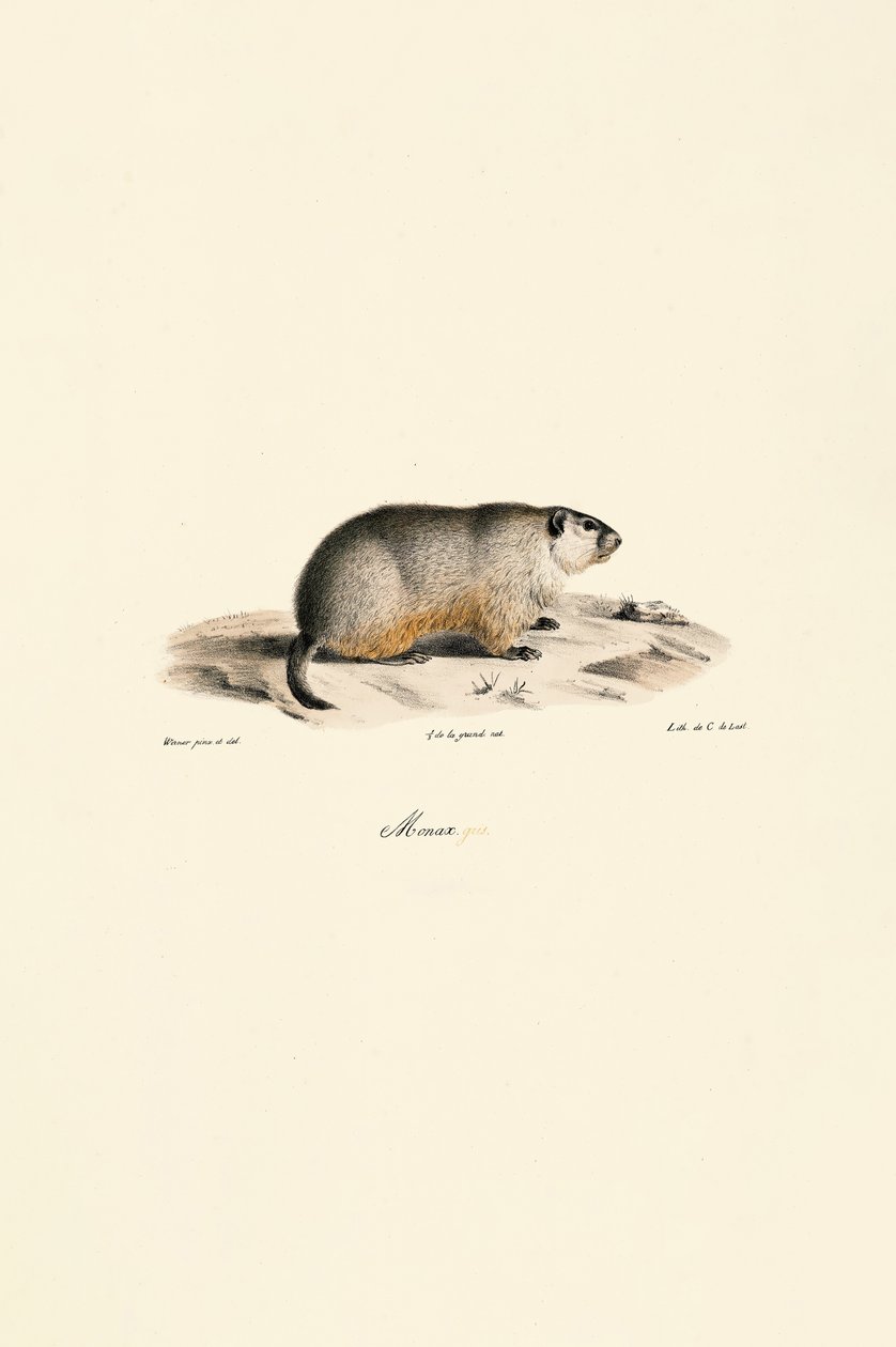  tekijältä Jacques Christophe Werner