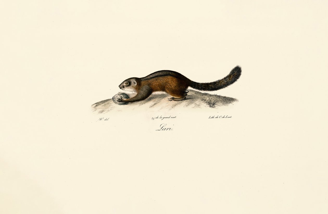 American Marten tekijältä Jacques Christophe Werner