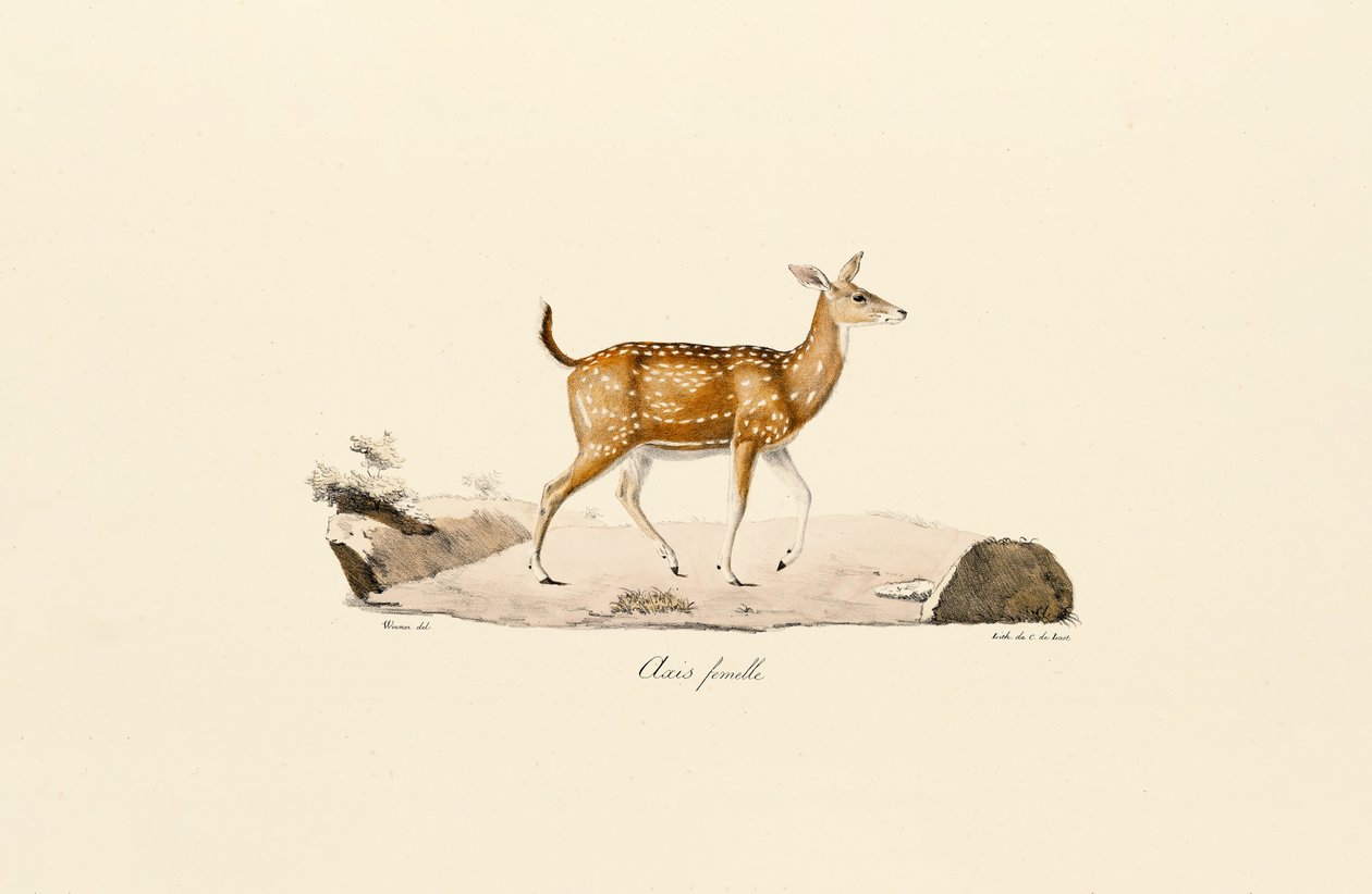 Axis Deer Female tekijältä Jacques Christophe Werner