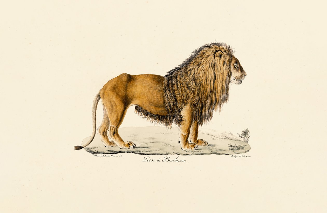 Barbary Lion profiilissa tekijältä Jacques Christophe Werner