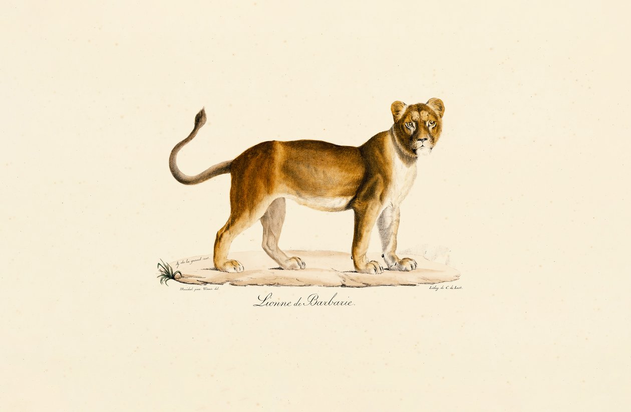 Barbary Lioness in Profile tekijältä Jacques Christophe Werner