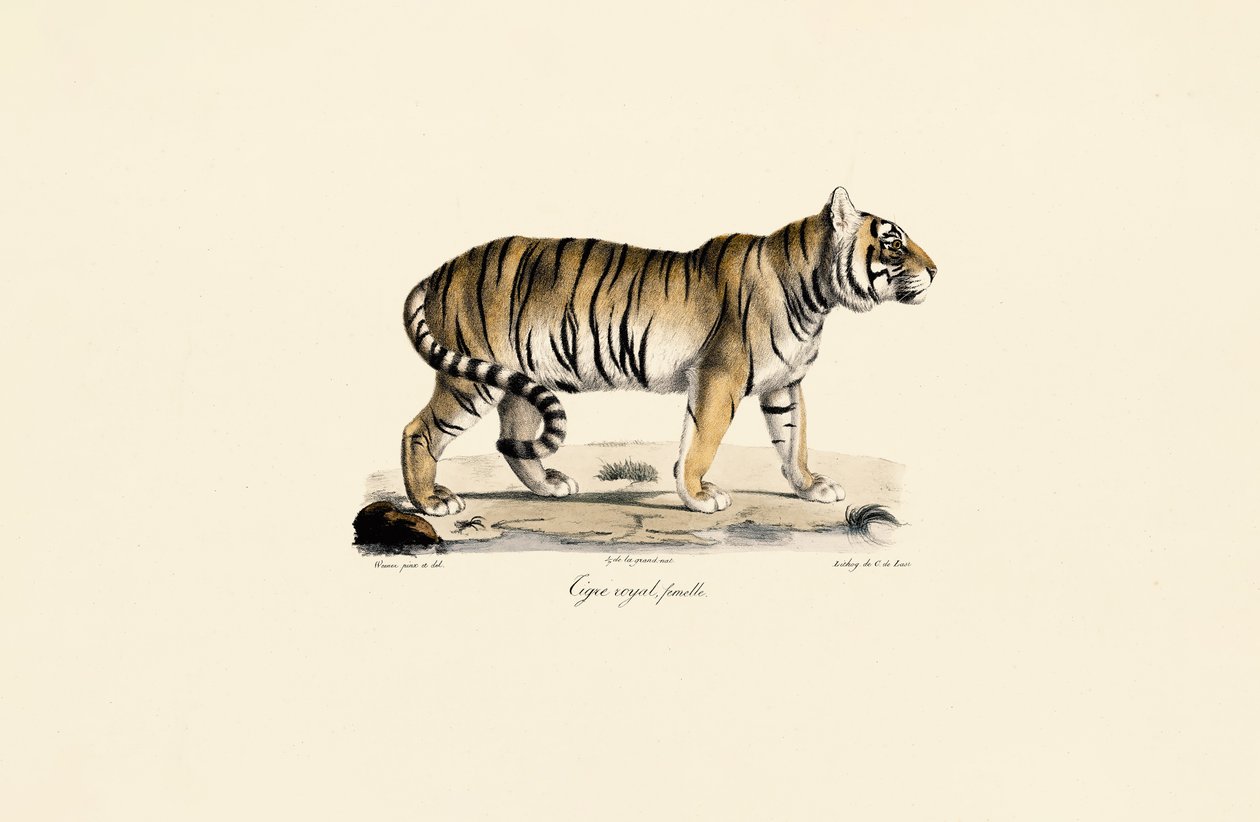 Bengalin tiikeri (naaras) sivukuvassa tekijältä Jacques Christophe Werner