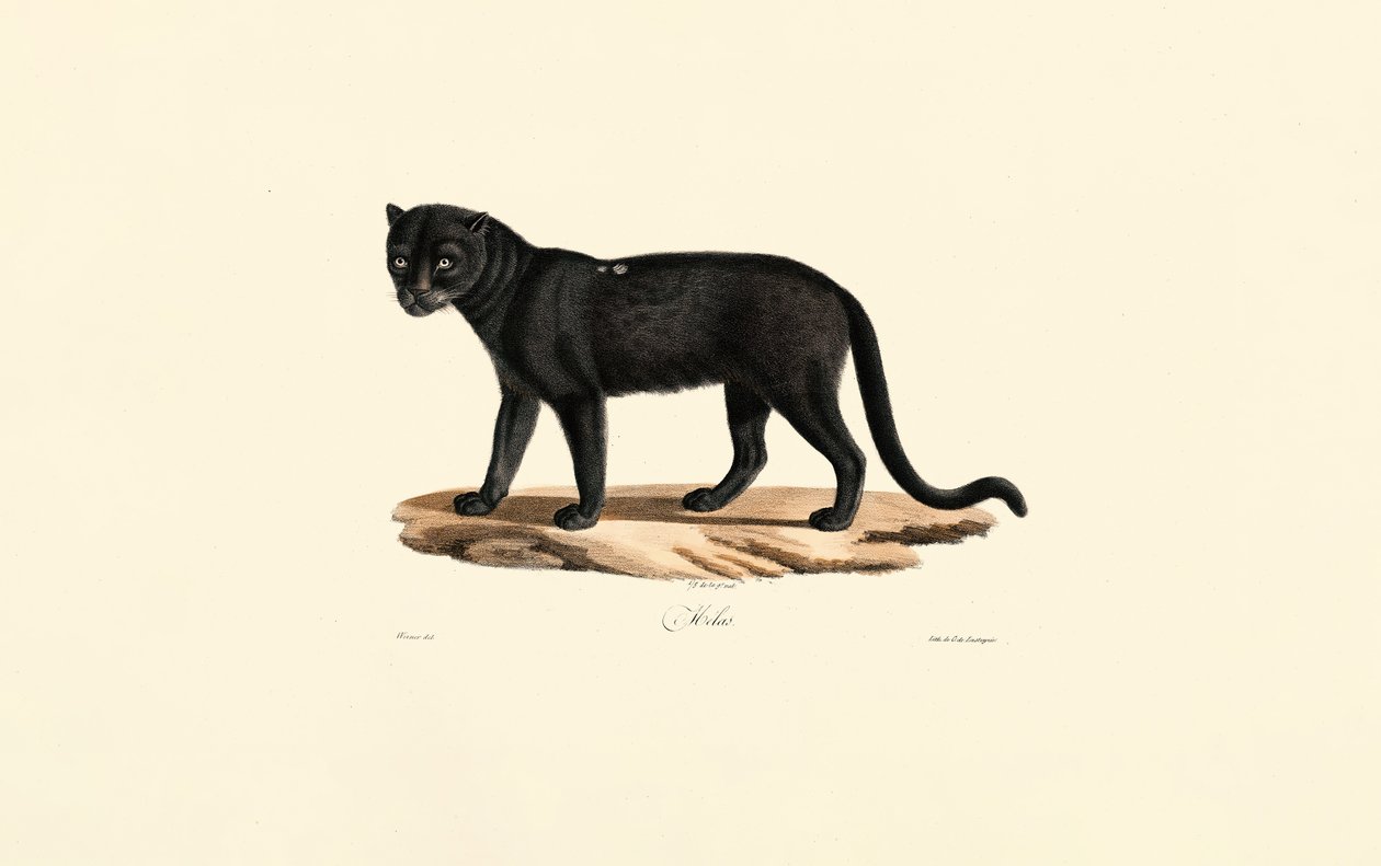 Musta Jaguaari (Panthera onca) tekijältä Jacques Christophe Werner