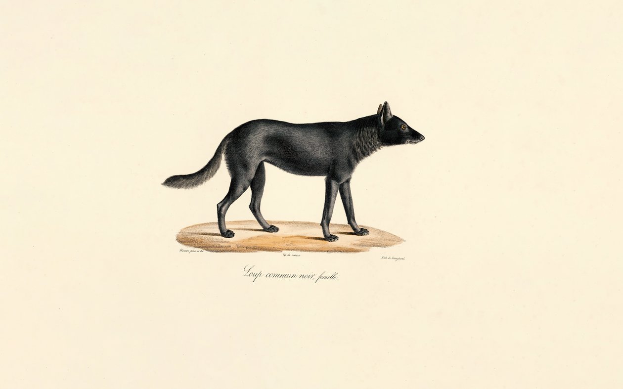  tekijältä Jacques Christophe Werner
