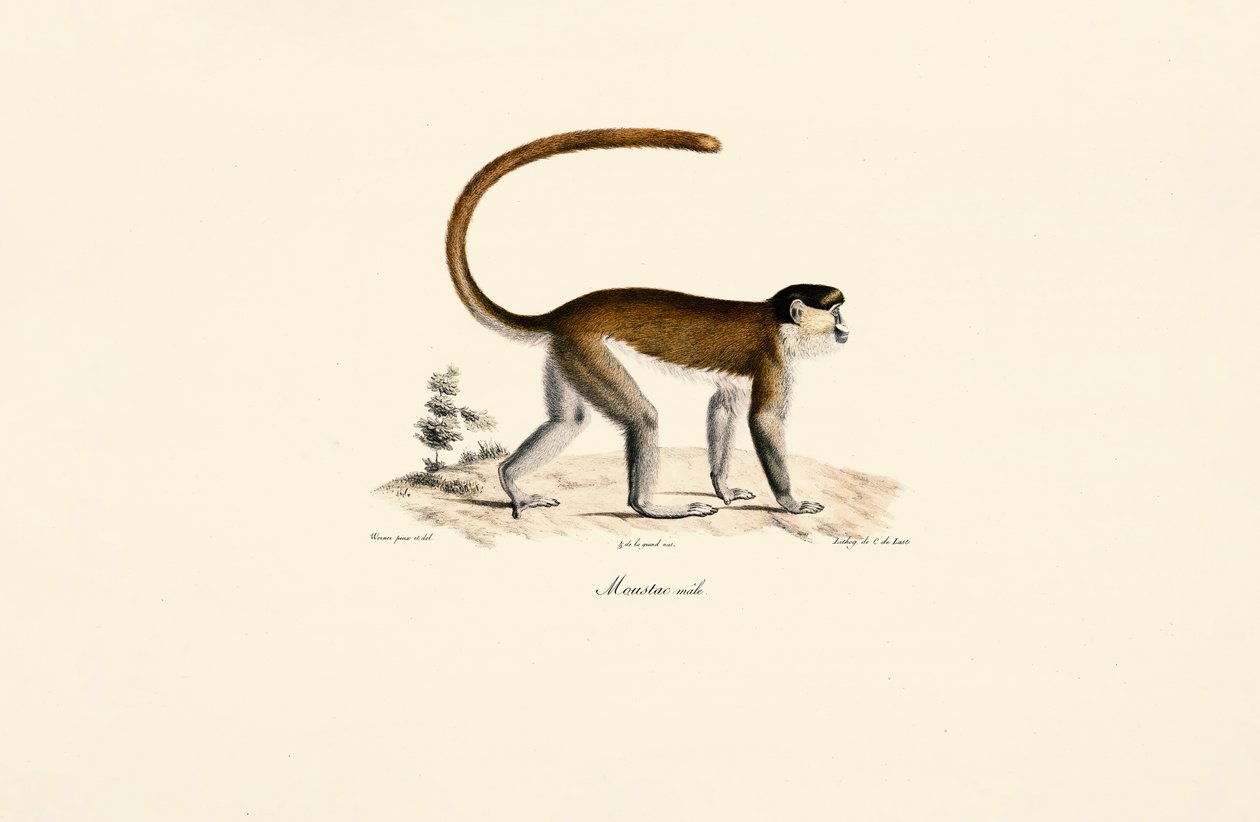  tekijältä Jacques Christophe Werner