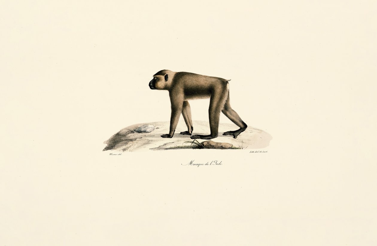  tekijältä Jacques Christophe Werner