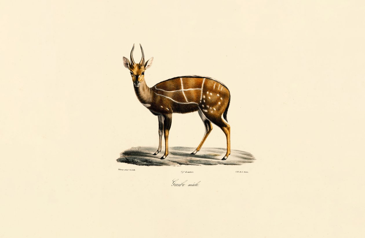 Bushbuck (uros) tekijältä Jacques Christophe Werner