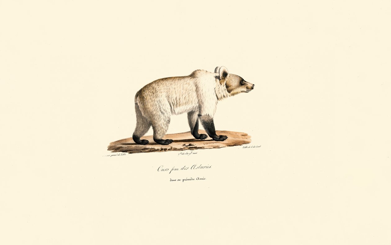 Kantabrian ruskeakarhu (Ursus arctos pyrenaicus) tekijältä Jacques Christophe Werner