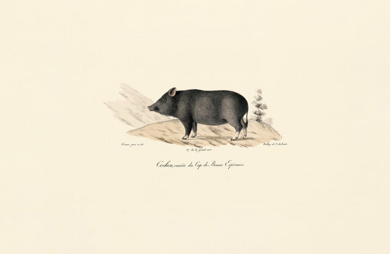 Cape Warthog tekijältä Jacques Christophe Werner