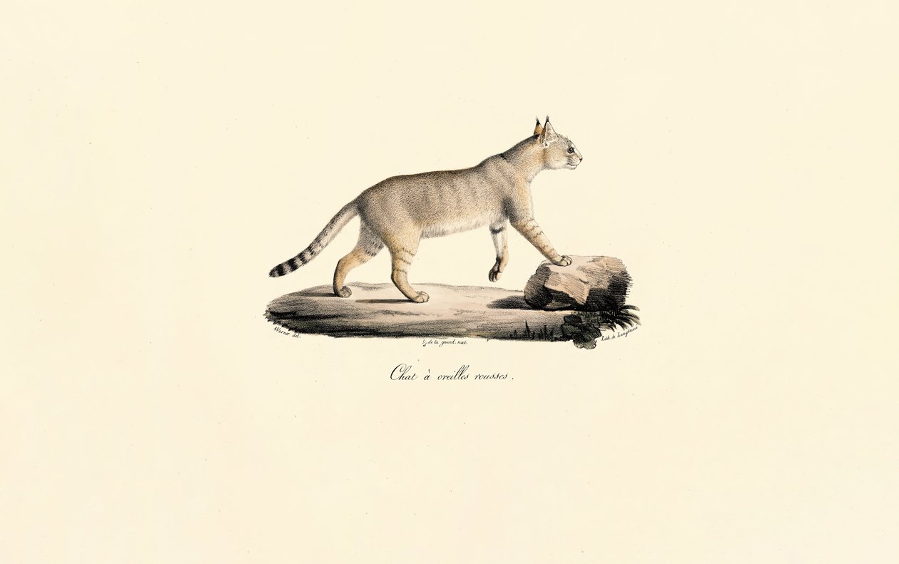 Caracal tekijältä Jacques Christophe Werner