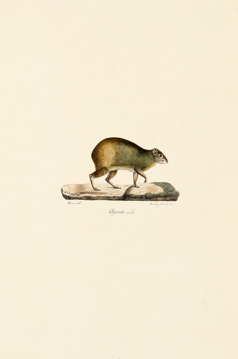 Keski-Amerikan agouti (uros) tekijältä Jacques Christophe Werner