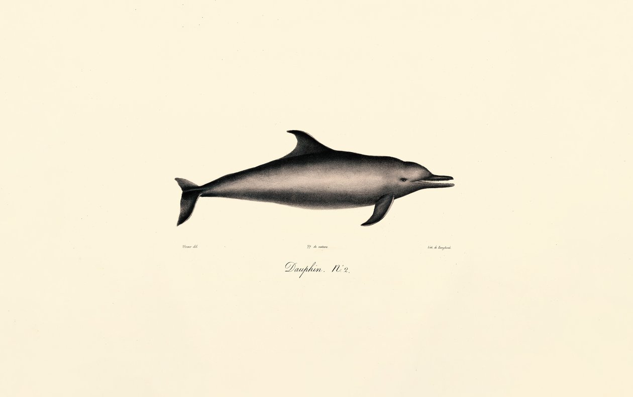 Delfiini (Delphinus delphis) tekijältä Jacques Christophe Werner