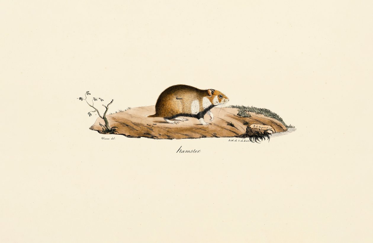 Yhteinen hamsteri tekijältä Jacques Christophe Werner