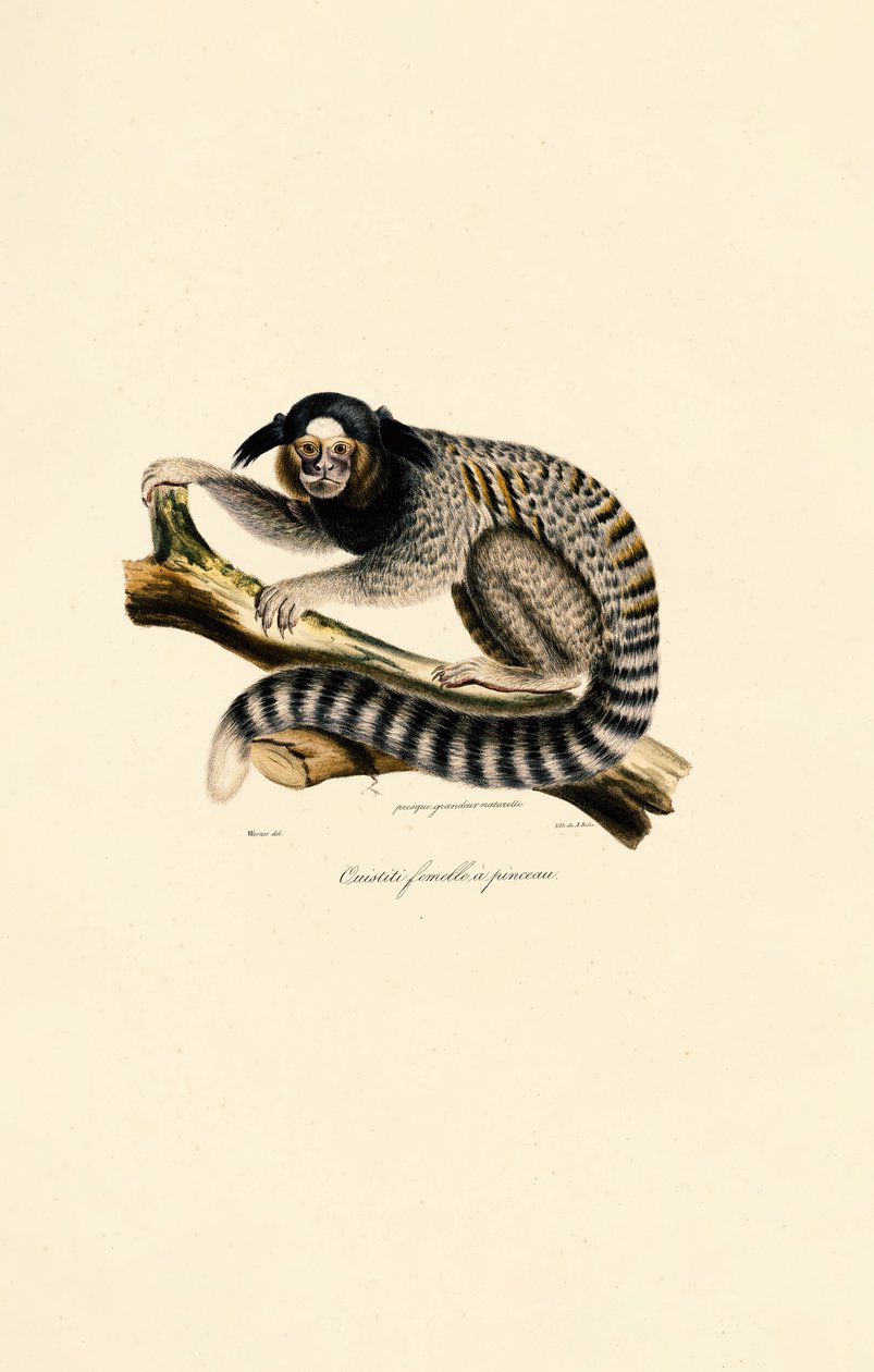 Marmosetti (naaras) tekijältä Jacques Christophe Werner