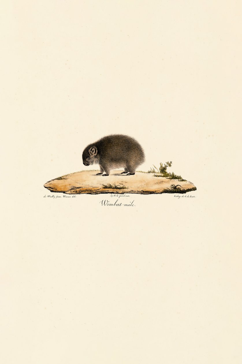 Wombat (uros) tekijältä Jacques Christophe Werner