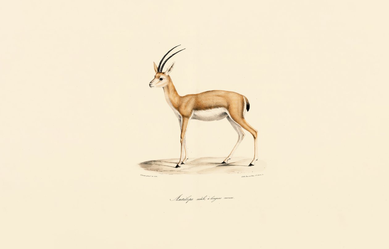 Dorcas Gazelle (uros) tekijältä Jacques Christophe Werner