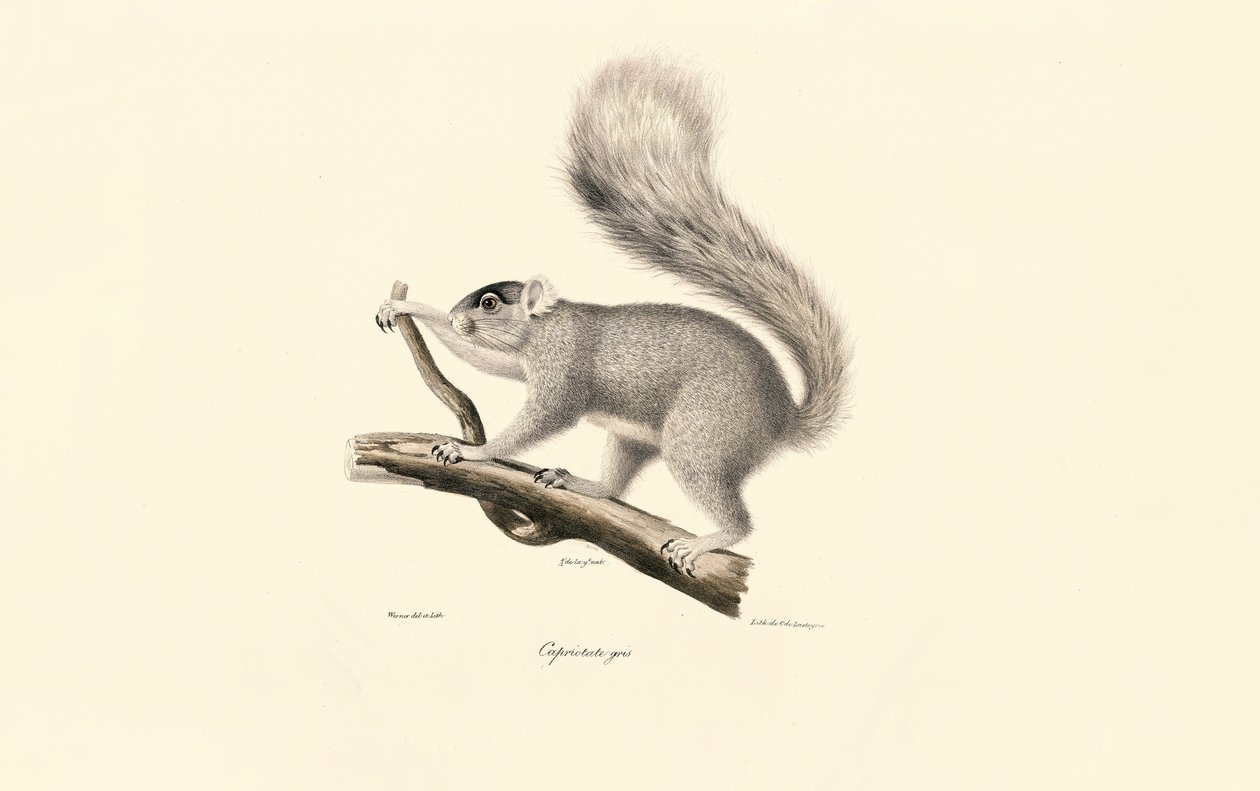Itäinen harmaa orava tekijältä Jacques Christophe Werner