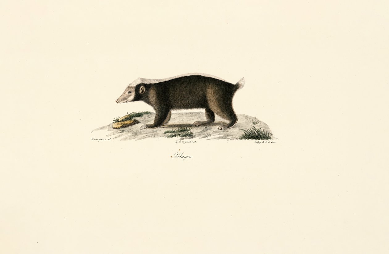 Mäyrä tekijältä Jacques Christophe Werner