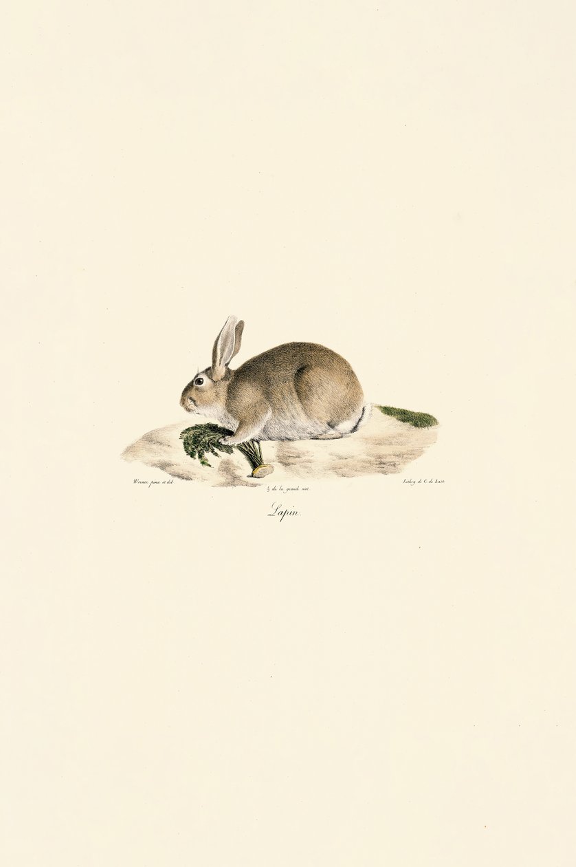 Eurooppalainen kani (Lapin) tekijältä Jacques Christophe Werner