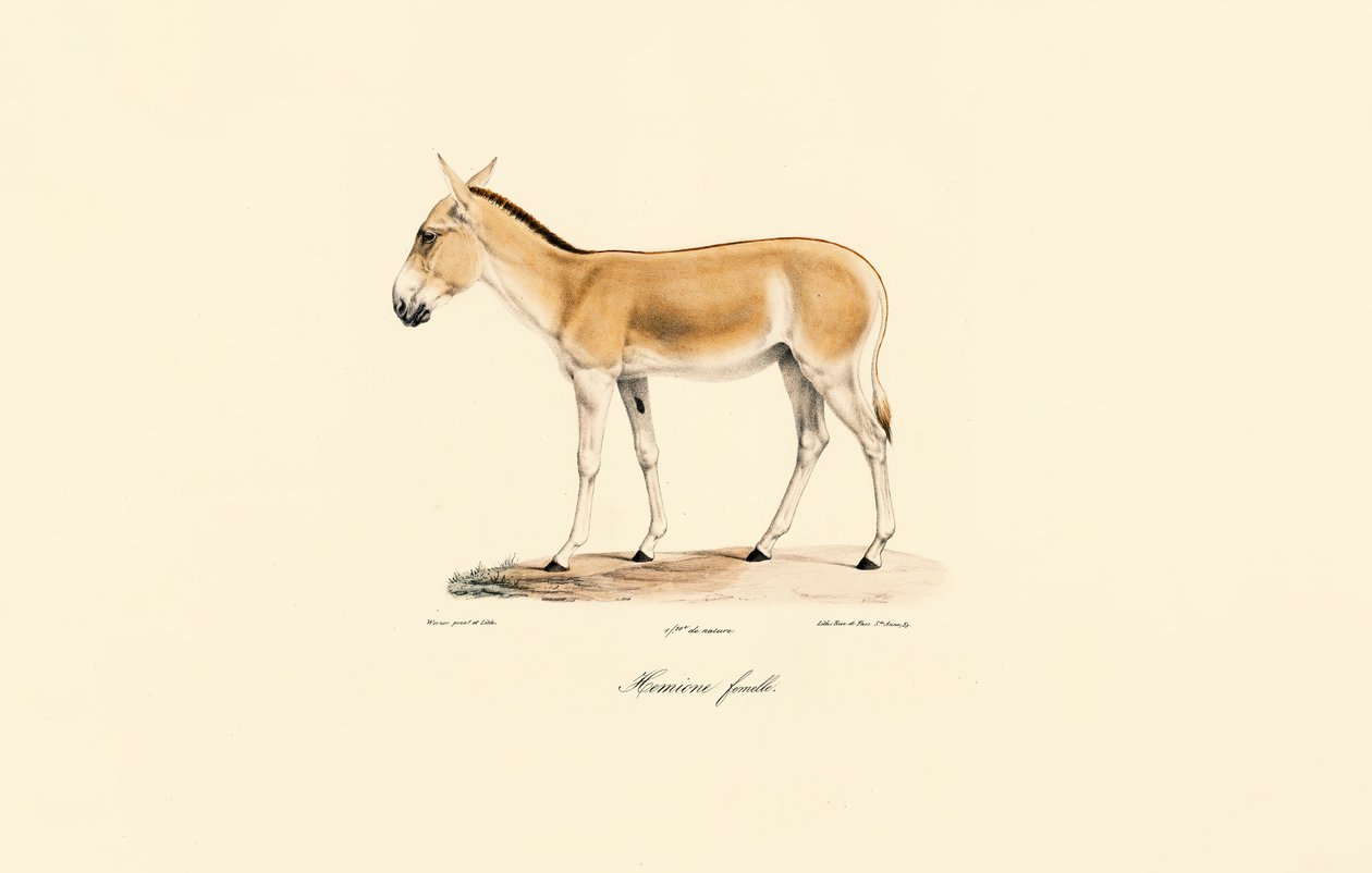 Nainen aasialainen villi perse tekijältä Jacques Christophe Werner