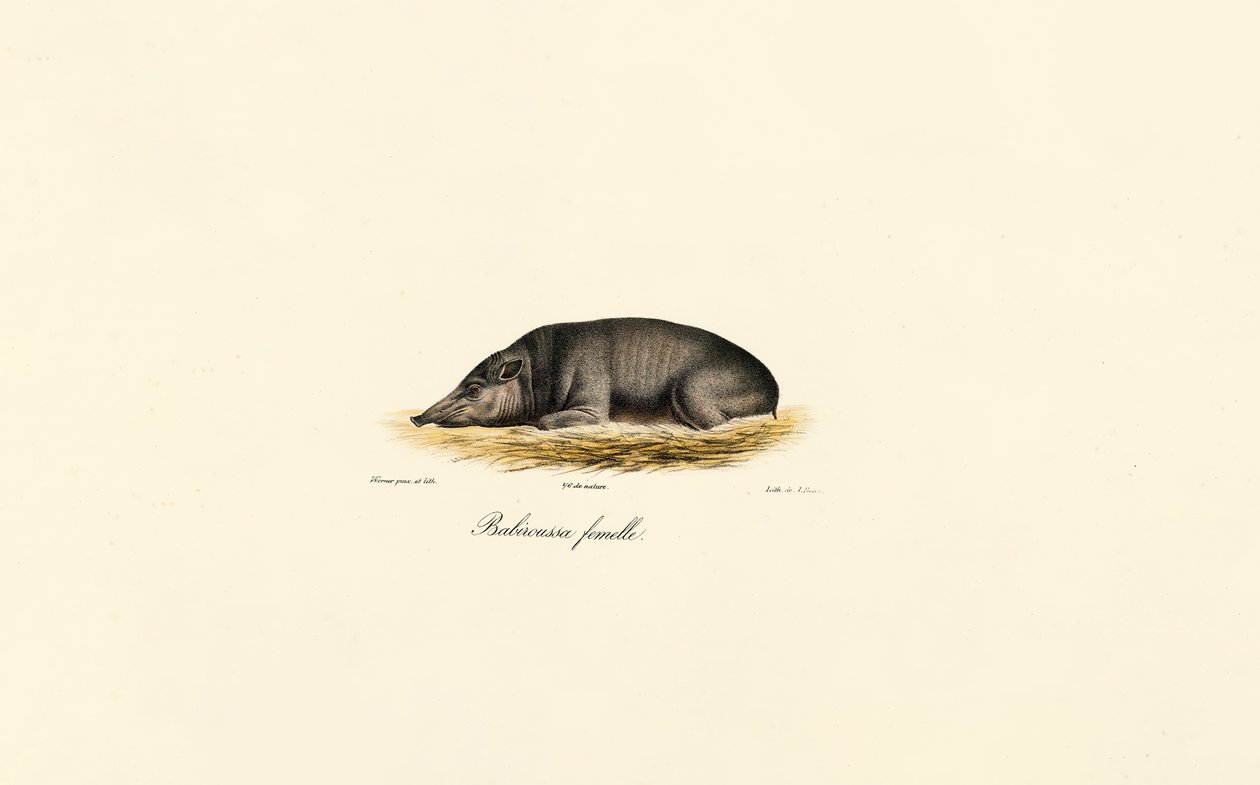 Nainen Babirusa tekijältä Jacques Christophe Werner
