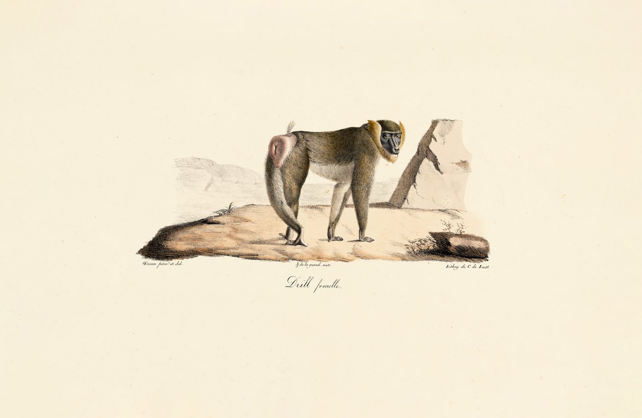  tekijältä Jacques Christophe Werner