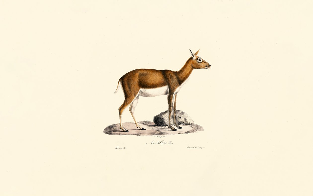 Naaras Goitered Gazelle tekijältä Jacques Christophe Werner