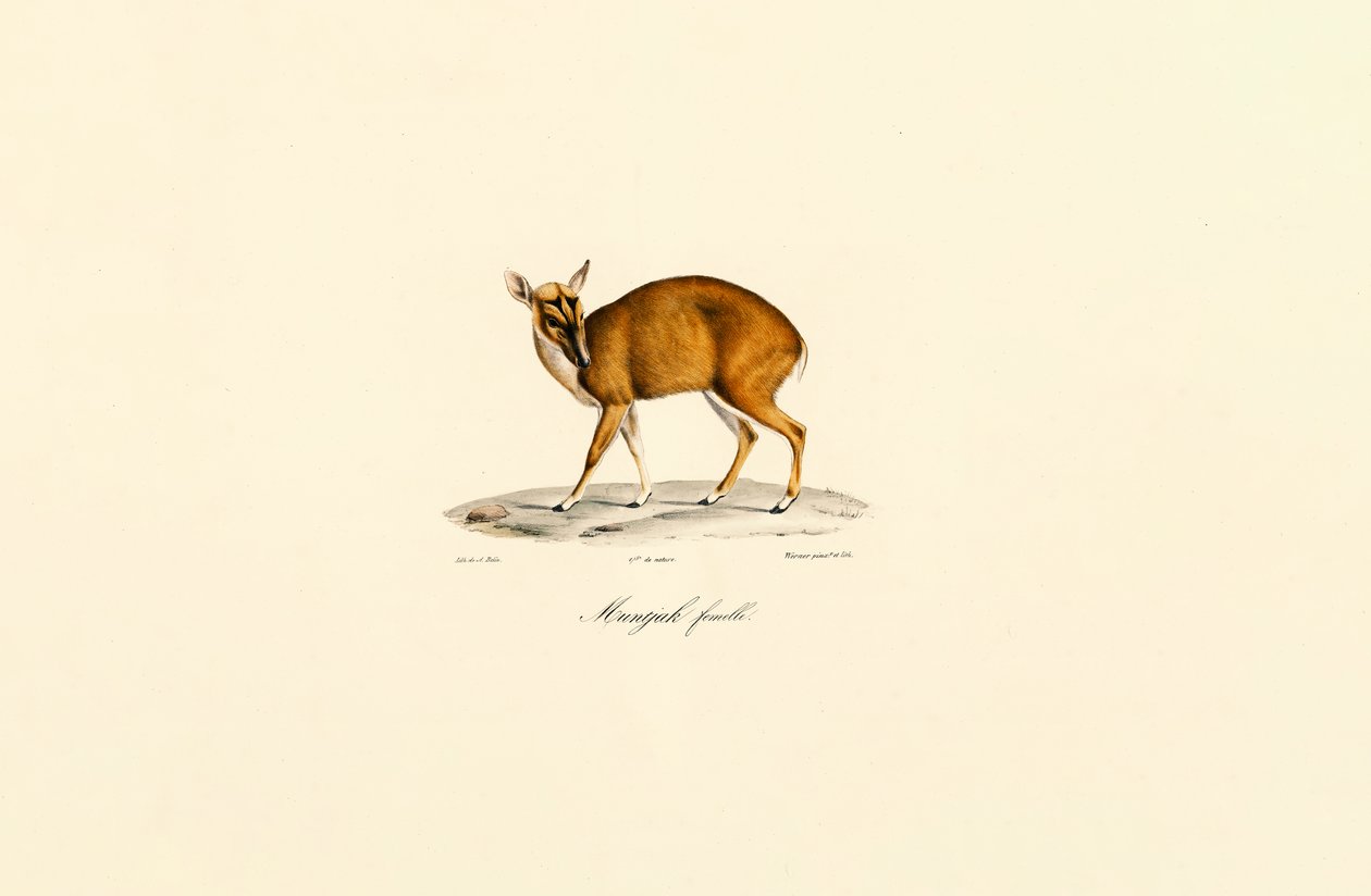 Naaras Muntjac tekijältä Jacques Christophe Werner
