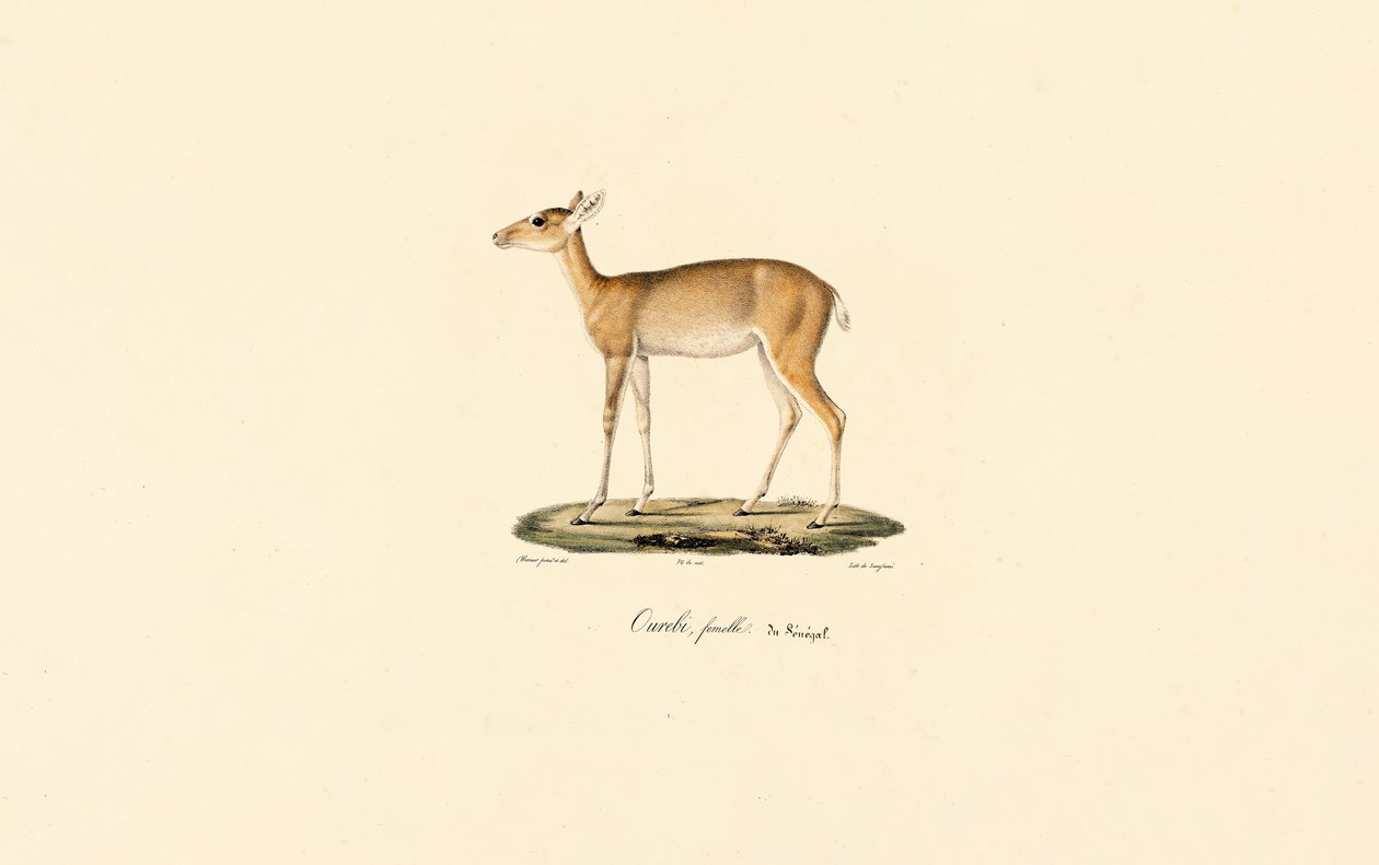 Naaras Oribi-antilooppi (Ourébi, senegalilainen naaras) tekijältä Jacques Christophe Werner