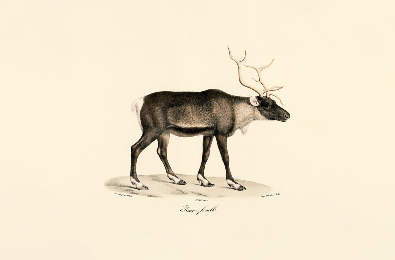  tekijältä Jacques Christophe Werner