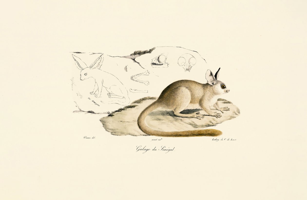 Fennec-kettu tekijältä Jacques Christophe Werner