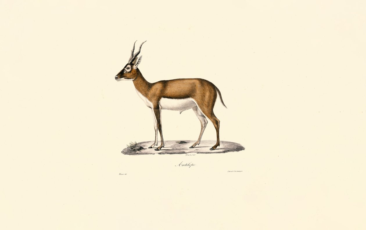 Goitered Gazelle tekijältä Jacques Christophe Werner